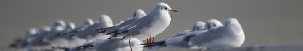 larus_ridibundus_0539