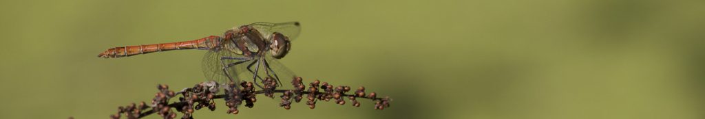 sympetrum_sanguineum_0075