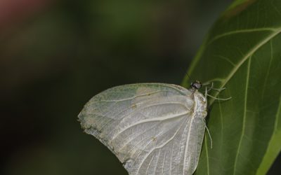 Antheo chlorinde ou Faux citron du cassier (Amérique centrale)