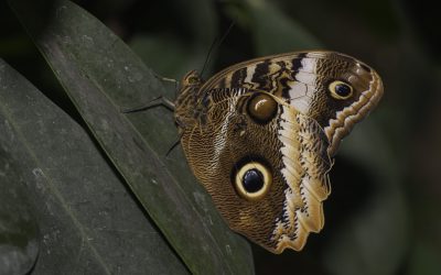 Caligo atreus ou Papillon hibou ( Mexique, Amérique centrale)