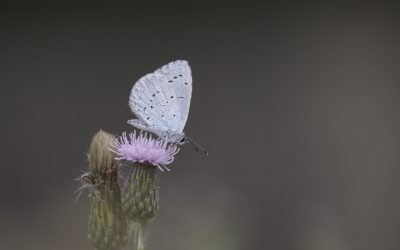 Azuré des parcs