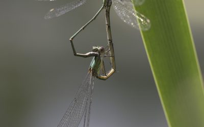 Lestes verts