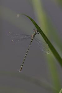 chalcolestes_viridis_0038