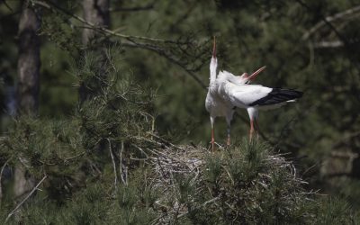 Cigognes blanches