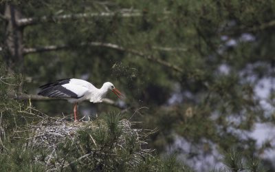 Cigogne blanche