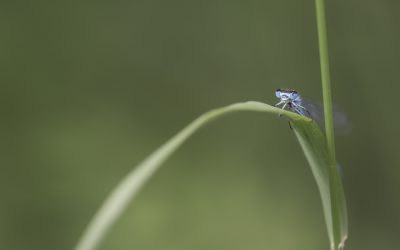 Agrion jouvencelle