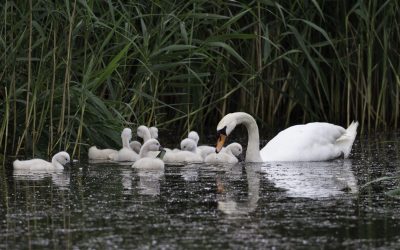 Cygnes tuberculés