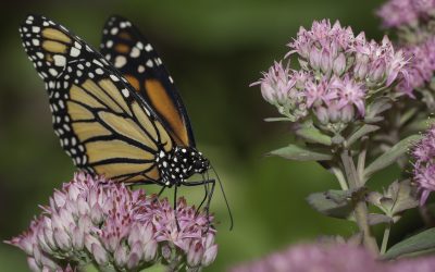 Danaus plexippus ou Monarque (Amériques)