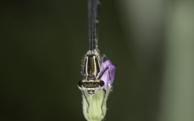 Demoiselle non identifiée