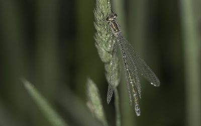 Demoiselle non identifiée