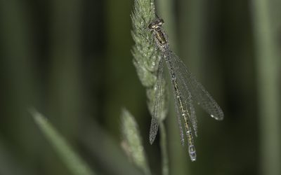 Demoiselle non identifiée