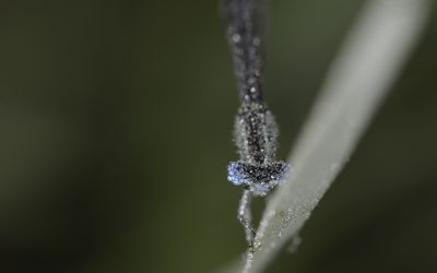 Demoiselle non identifiée