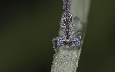 Demoiselle non identifiée