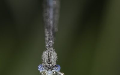 Demoiselle non identifiée