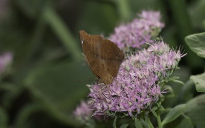 Doleschatia bisaltide ou Papillon feuille ( Thaïlande, Birmanie)