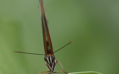 Dryadula pheatusa ou Banded Longwing (Costa Rica)