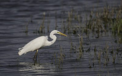 Grande aigrette