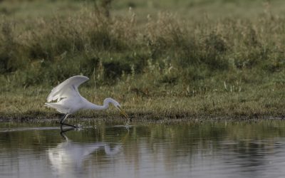 Grande aigrette