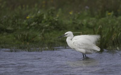 Aigrette garzette