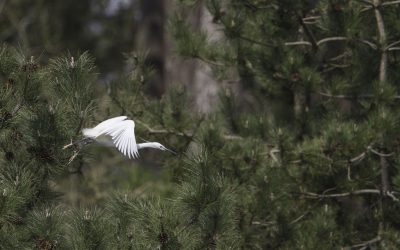 Aigrette garzette