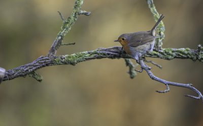 Rouge gorge familier