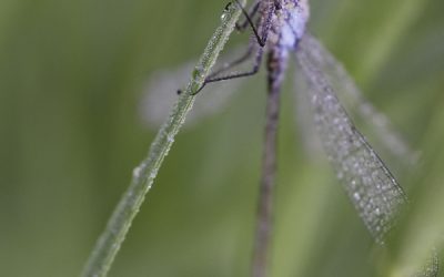 Erythromma najas ou Naïade aux yeux rouges