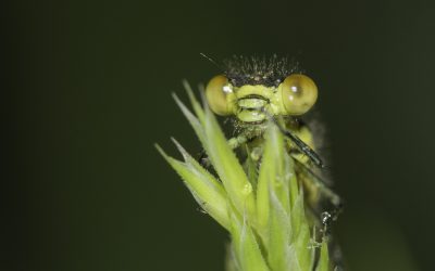 Naïade aux yeux rouges