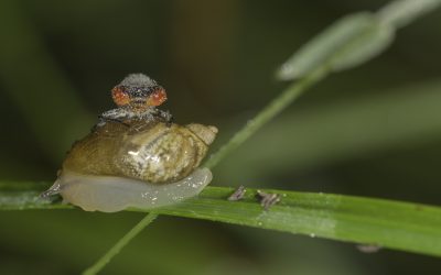 Erythromma najas ou Naïade aux yeux rouges