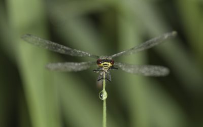 Naïade au corps vert