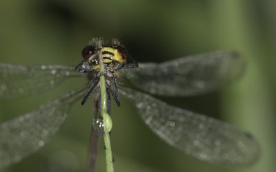 Erythromma viridulum ou Naïade au corps vert