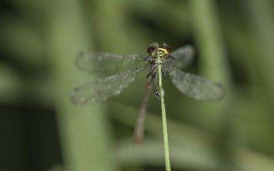 Erythromma viridulum ou Naïade au corps vert