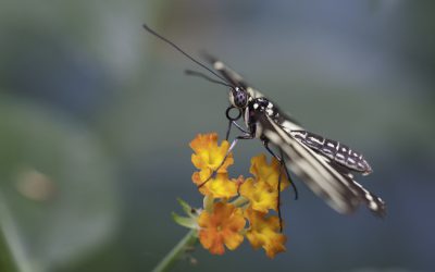 Heliconius charithonia ou Héliconius zèbre ( Amérique centrale)