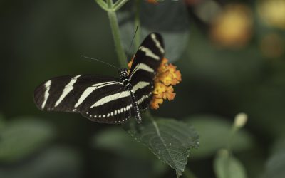 Heliconius charithonia ou Héliconius zèbre ( Amérique centrale)