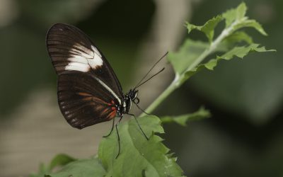 Heliconius hortense ou Mexican Longwing (Mexique)