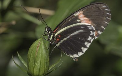 Heliconius erato ou Small Postman (Amérique centrale)