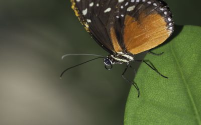 Heliconius hecale ou Golden Longwing (Mexique, Amérique centrale)