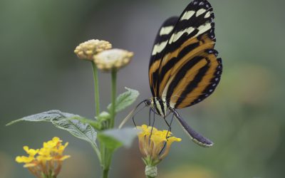 Heliconius ismenius ou Tiger Stripped Longwing (Costa Rica)