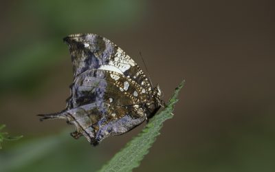 Hypna clytemnestra ou Marble Leafwing (Amérique centrale, Amazonie)