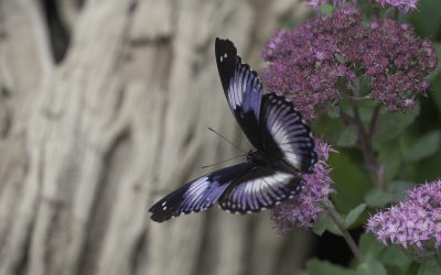 Hypolimnas salmacis ou Diadème Bleu (Afrique tropicale)