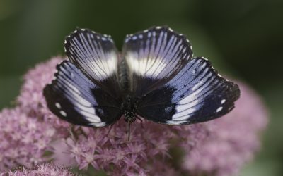 Hypolimnas salmacis ou Diadème Bleu (Afrique tropicale)