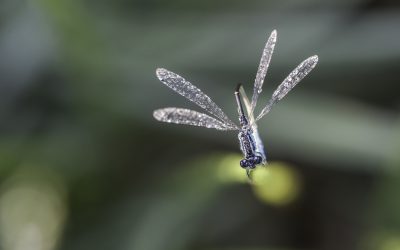 Ischnura elegans ou Agrion élégant