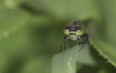 Ischnura elegans ou Agrion élégant