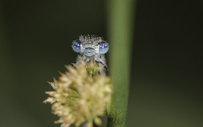 Ischnura elegans ou Agrion élégant