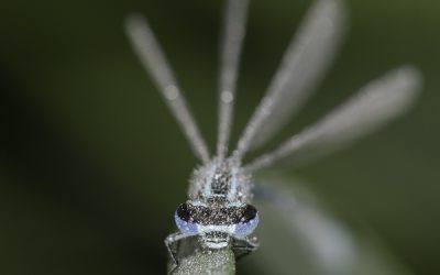 Ischnura elegans ou Agrion élégant