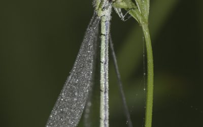 Ischnura elegans ou Agrion élégant