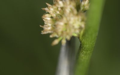 Agrion élégant