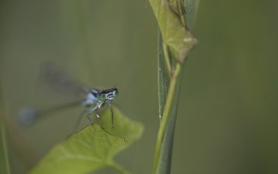 Ischnura elegans ou Agrion élégant