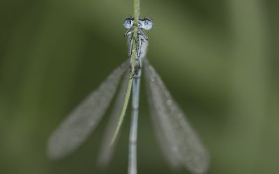 Ischnura elegans ou Agrion élégant