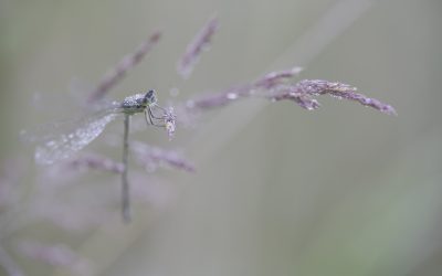 Agrion élégant