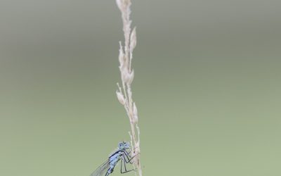 Ischnura elegans ou Agrion élégant